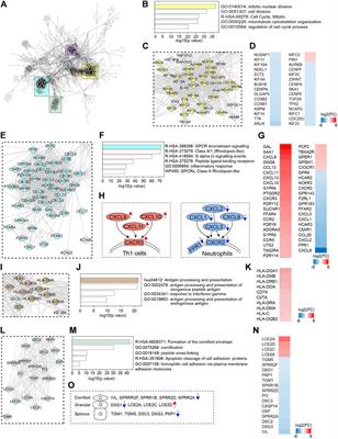 Transcriptome Profiling and Network Analysis Provide Insights Into the Pathogenesis of Vulvar Lichen Sclerosus